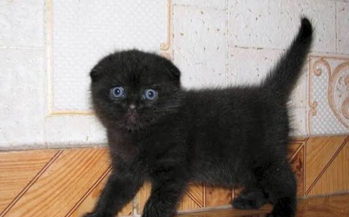 Продам шикарного котёнка