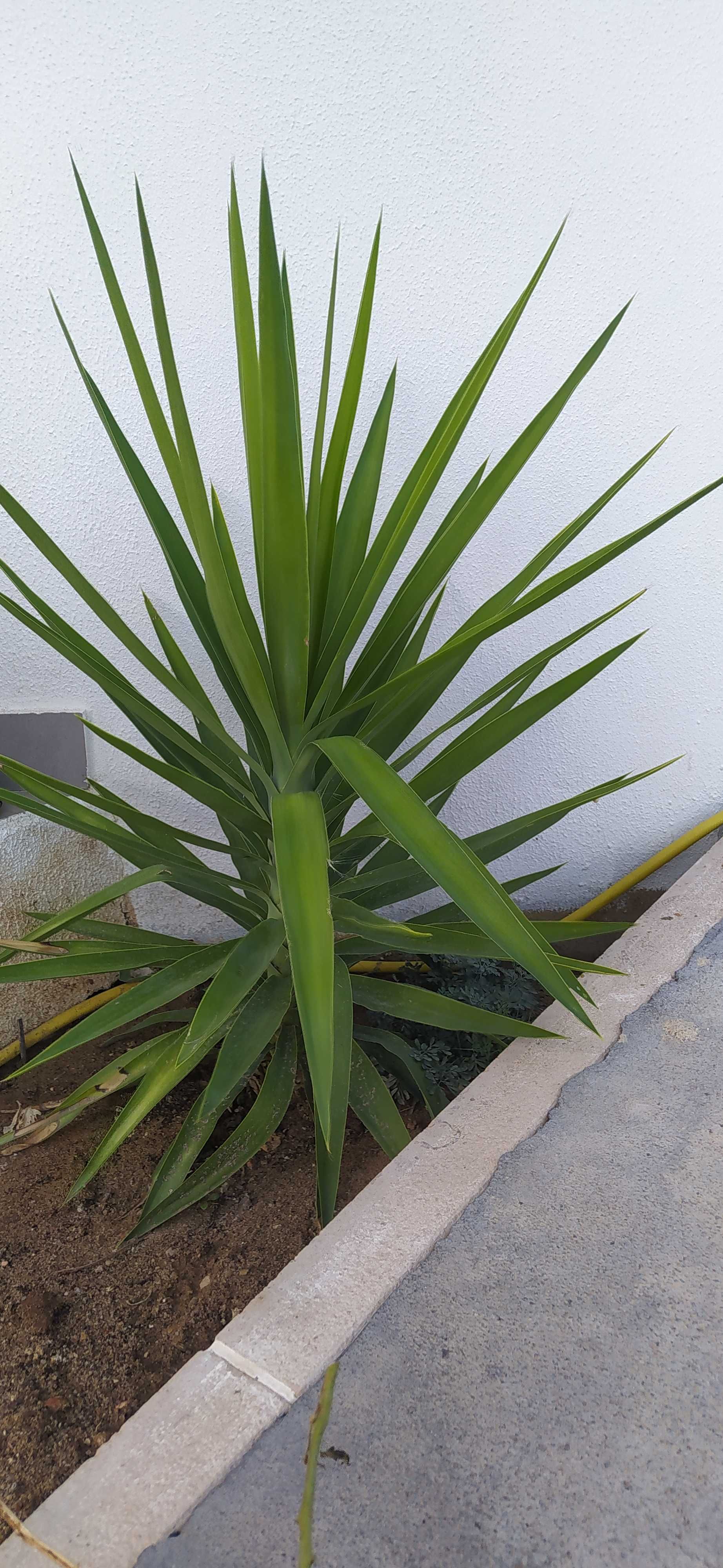 Yucas - Plantas -