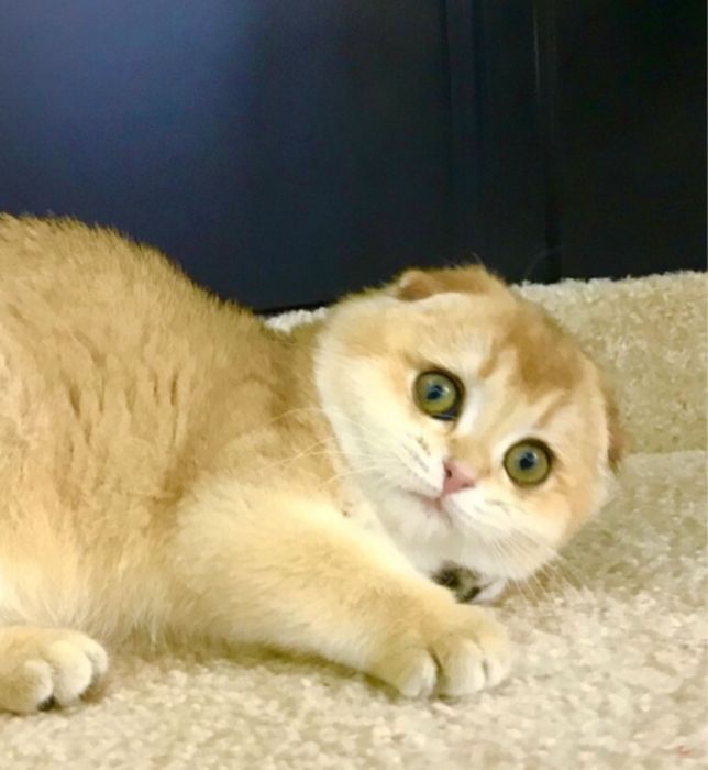 Шотландская золотая шиншилла мальчик