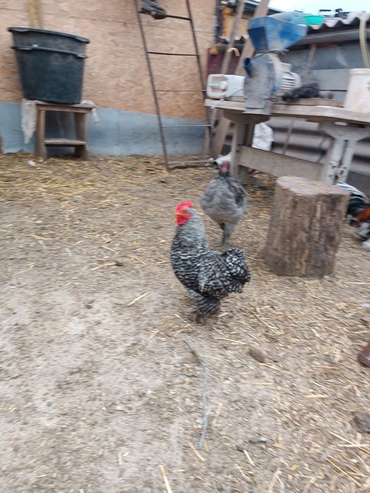 Продам породних півнів