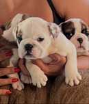 Bulldog Ingles c/ LOP