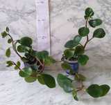Пеперомія туполиста (Peperomia obtusifolia)
