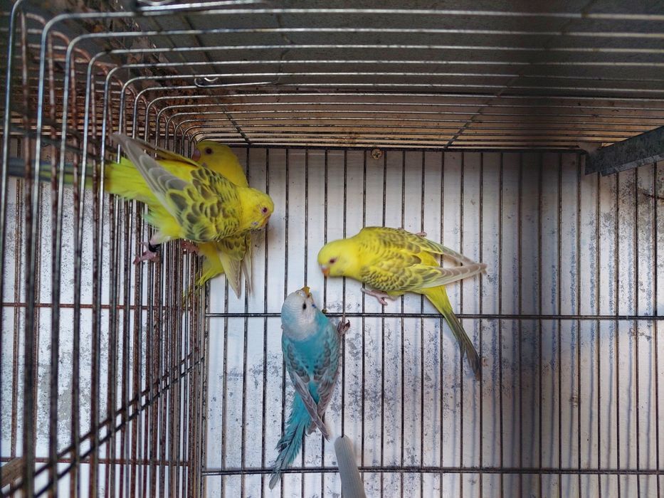 Periquitos fallow e alecrins