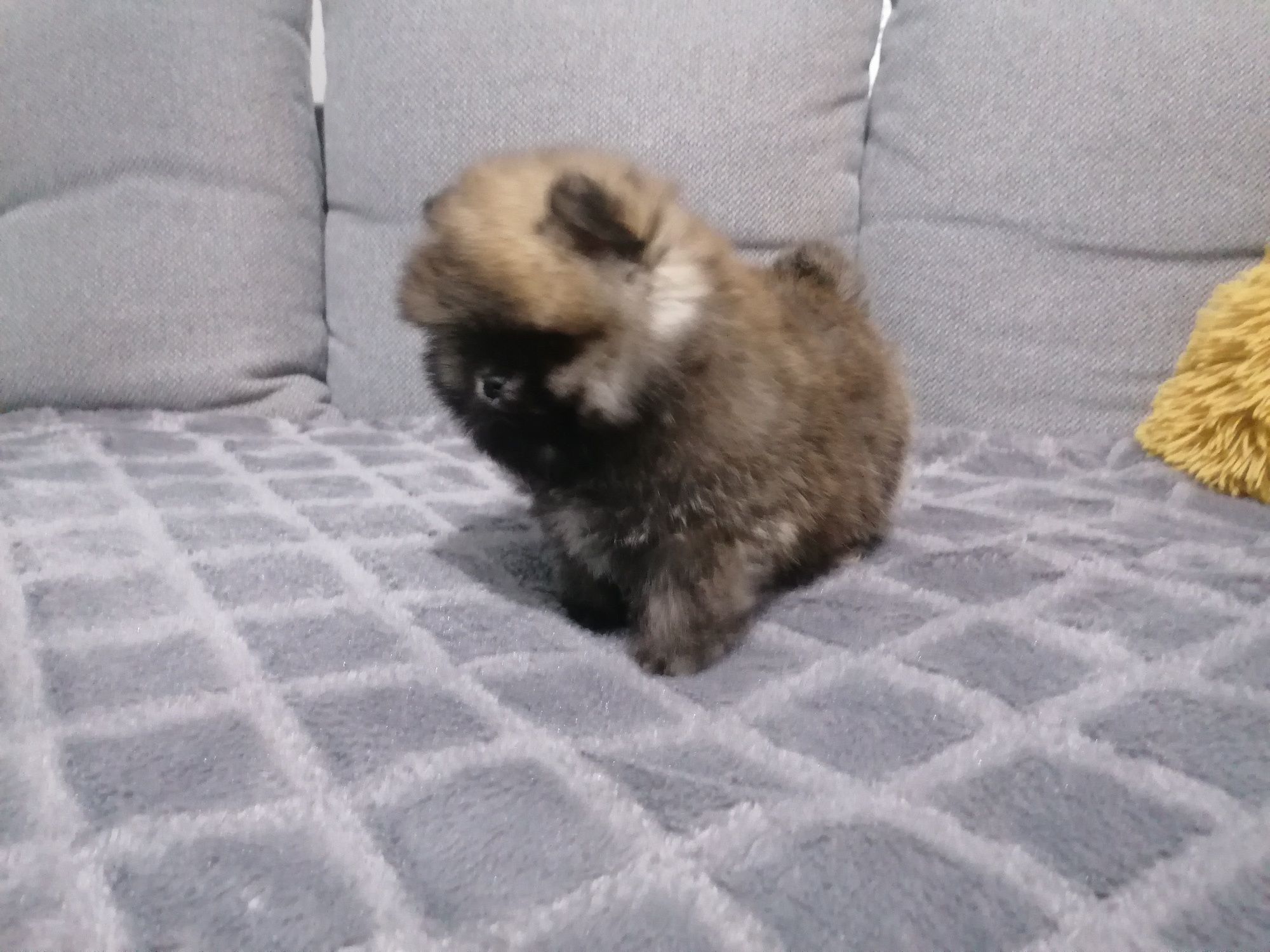 Szpic miniaturowy Pomeranian piesek mini