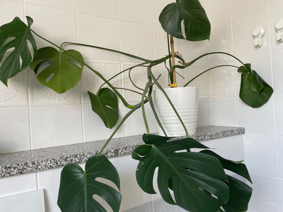 Kwiat Monstera  duży