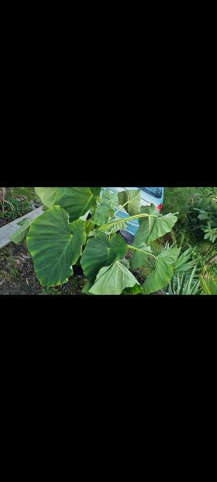 Bananowce basjoo  alokazja makroriza paradisiaca