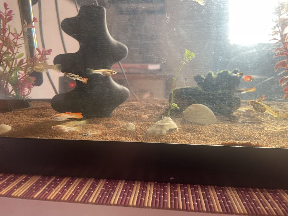 Guppy Peixe Saudáveis