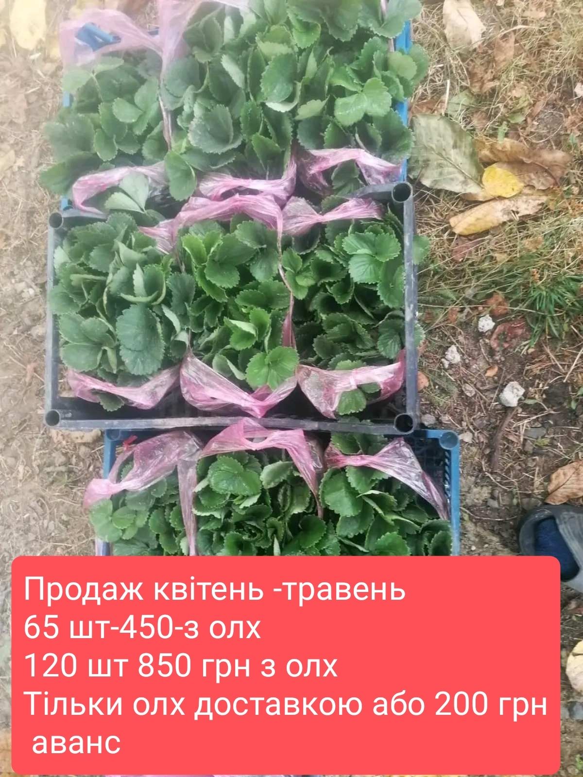 Ранняя клубника Брилла, итальянский сорт. Цена за 75 шт.