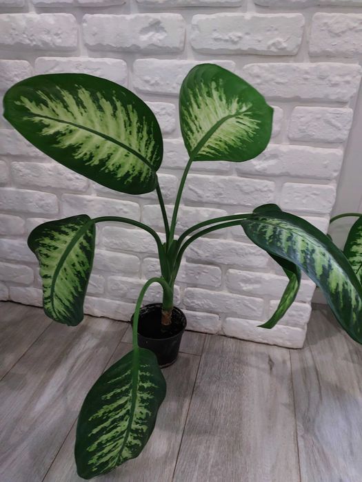 Диффенбахия СЕГУИНА.