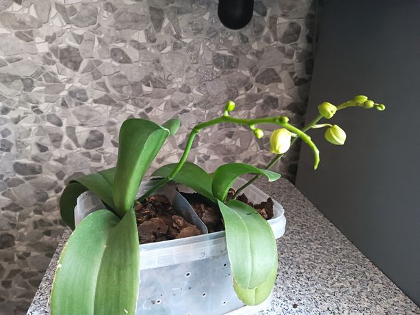 Две орхидеи в одном вазоне