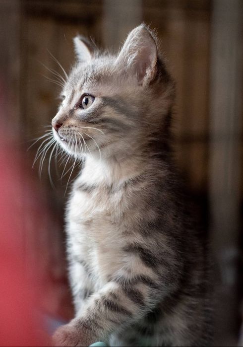 Отдам даром в добрые руки котят