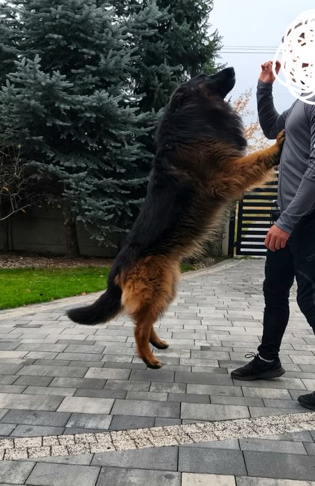 Owczarek Niemiecki Długowłosy -piesek  szczenię