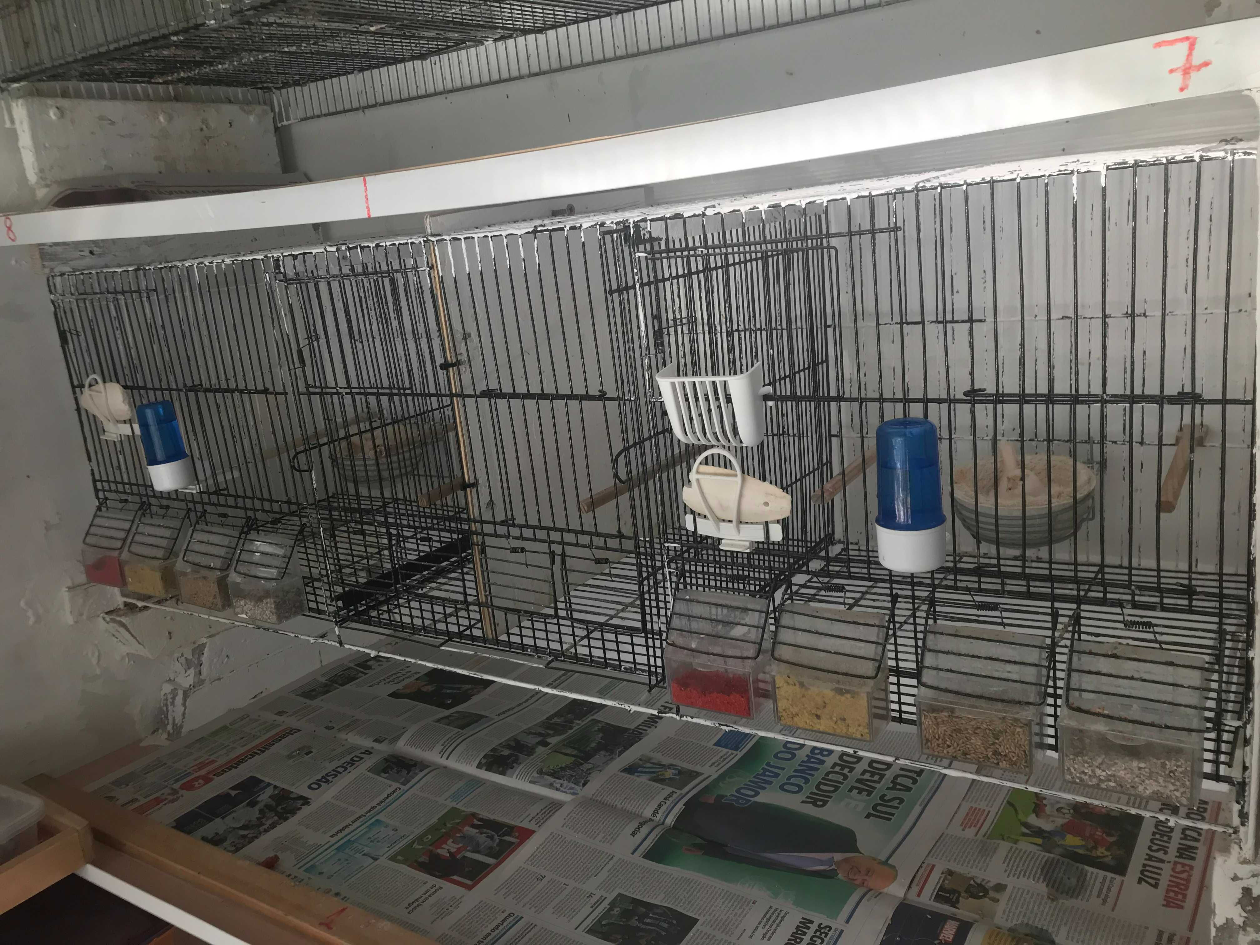 Gaiolas, criação, para canários.