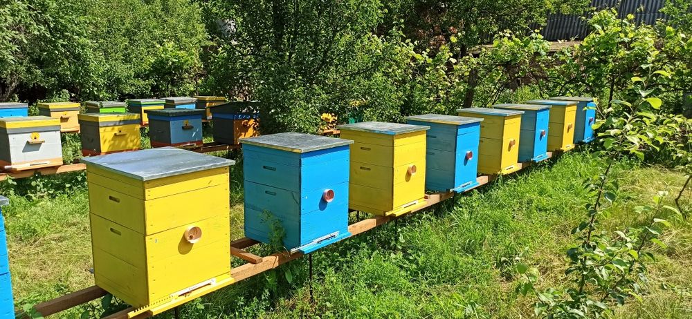 Бджоли, сім'ї, відводки, можливо з вуликом.