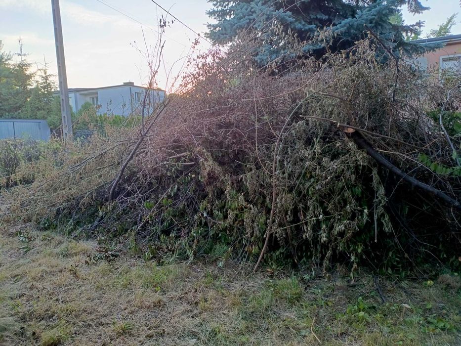 Oddam drzewo za darmo