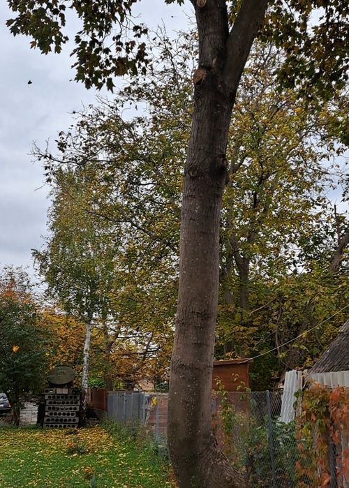 Виріз дерев на дрова, безкоштовно!