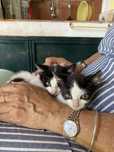 Gatinhos para adoção responsável
