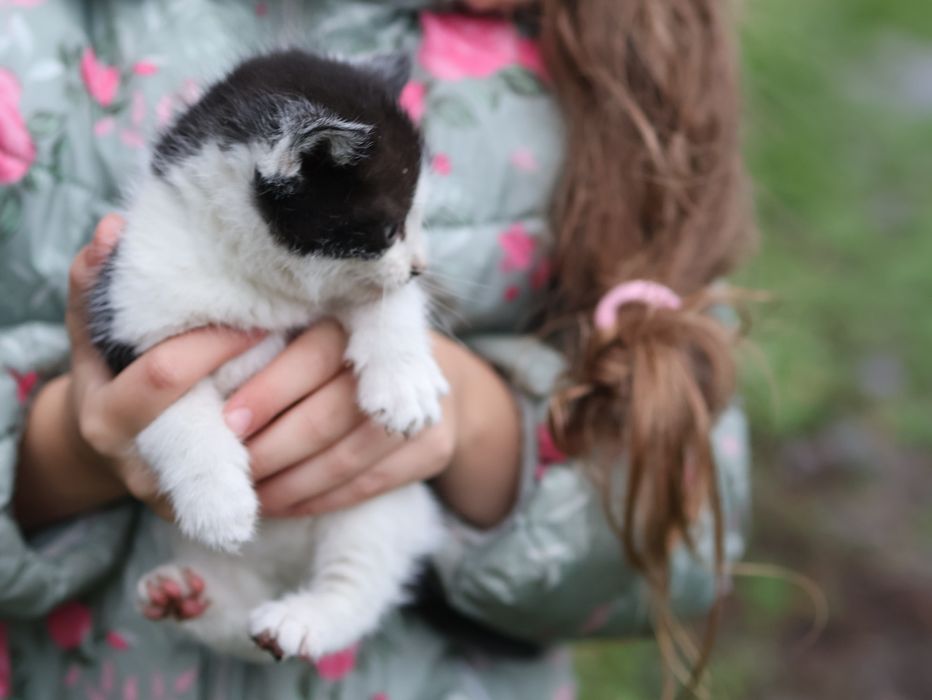 Kotki kot kotka kocur czarno czarno białe odbiór grudzień