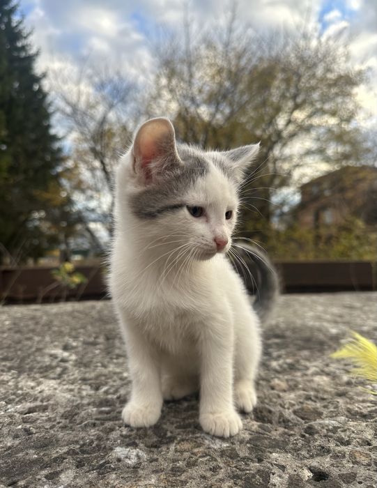 Відамо гарних котиків