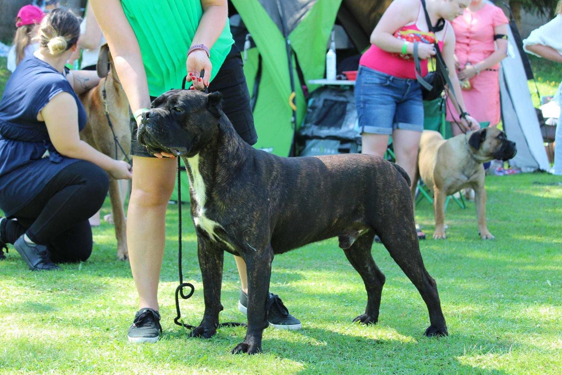 Reproduktor Cane Corso Italiano DAGON w hodowli Crazy Clan ZKwP FCI