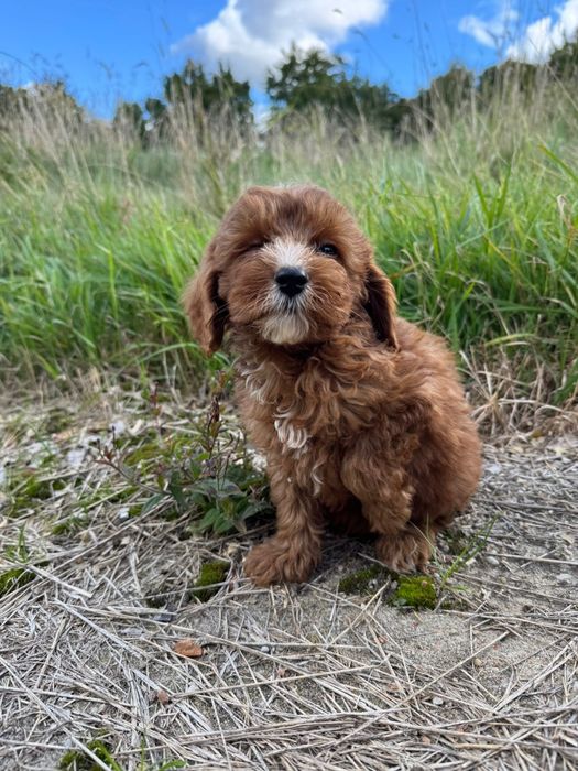 cavapoo szczeniak