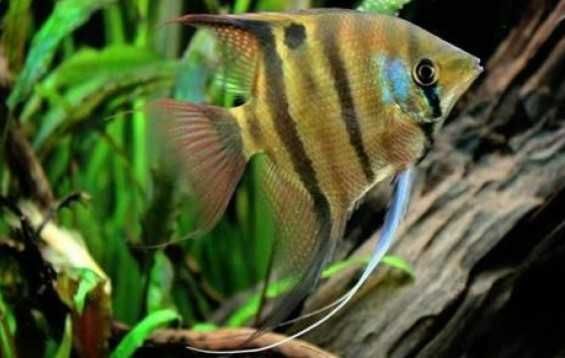 Żaglowiec skalar Leopolda - Pterophyllum leopoldi - DOWÓZ, WYSYŁKA