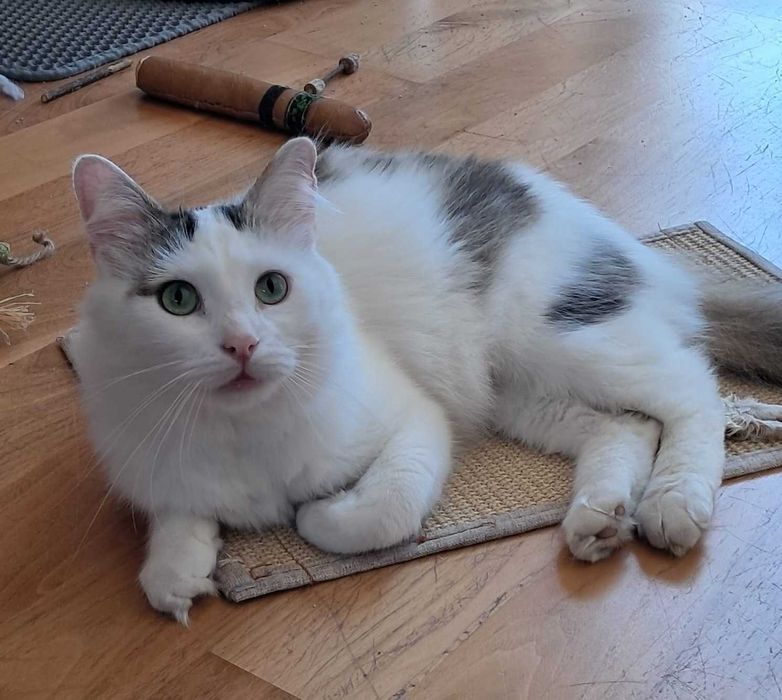 3 letni Fuks wypatruje wymarzonego domu