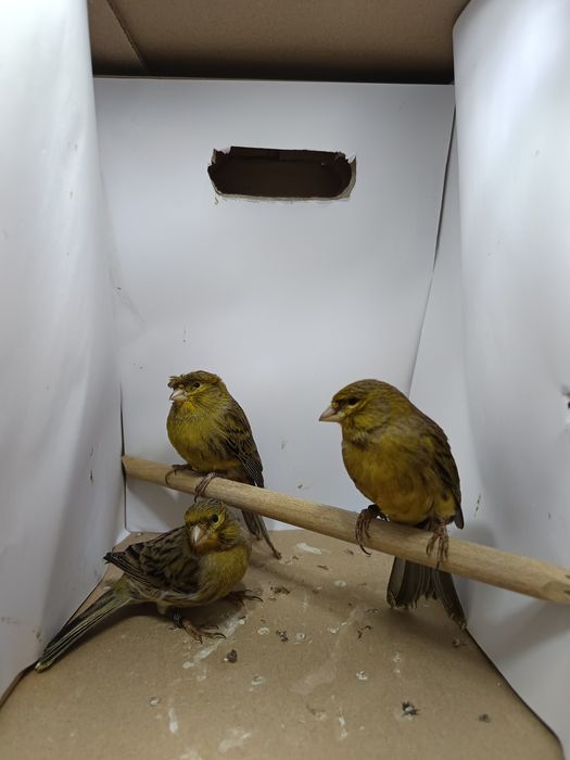 Canários sem raça de 2025