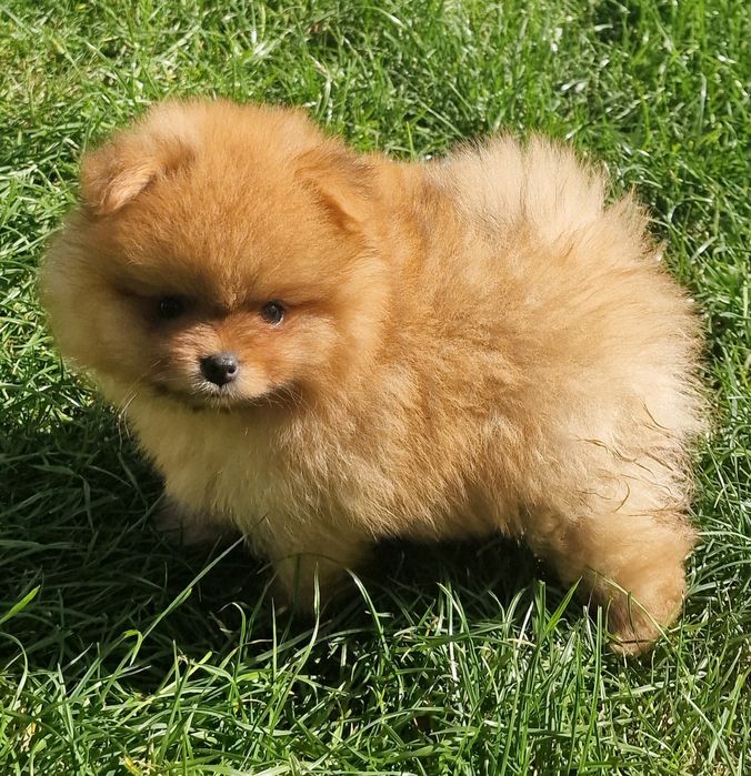 Pomeranian szpic miniaturowy
