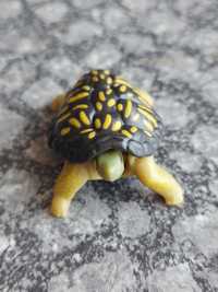 Figurka żółwia kinder