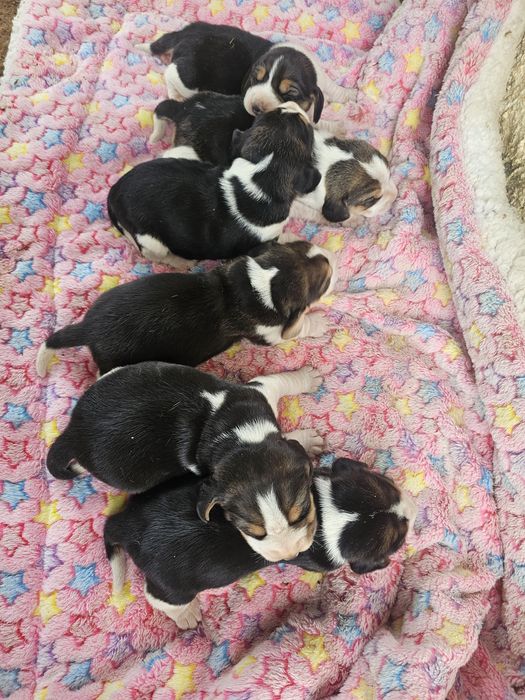 Beagle puros lindos, linha de caça