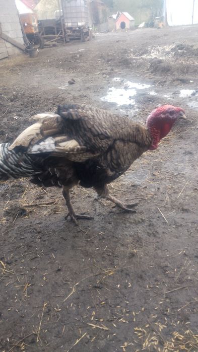 Indora sprzedam lub zamienie