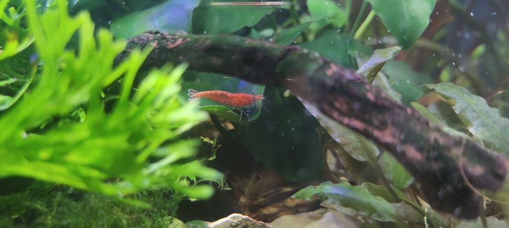 Krewetka Red Cherry 4 zł za sztukę