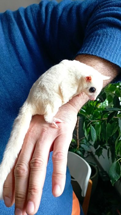 Lotopałanka karłowata, chłopczyk