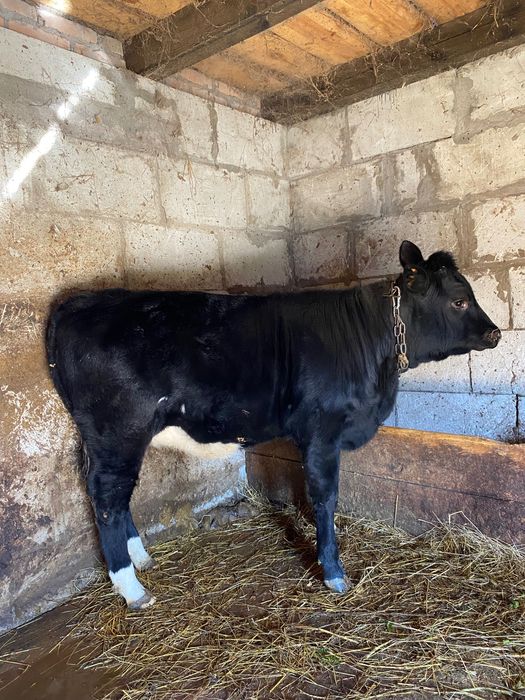 Продається молода теличка