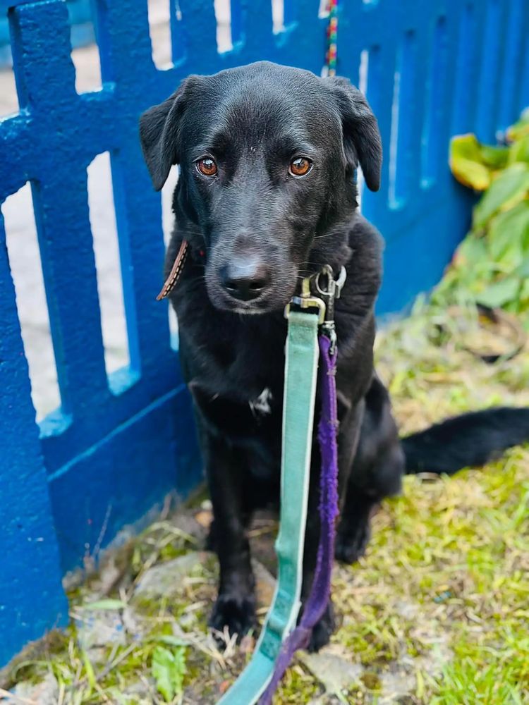 Zorro labrador 2 lata do adopcji
