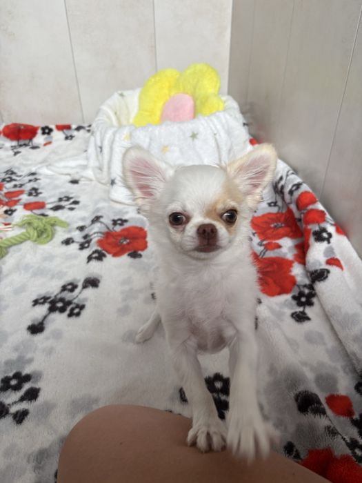 Dziewczynka chihuahua FCI