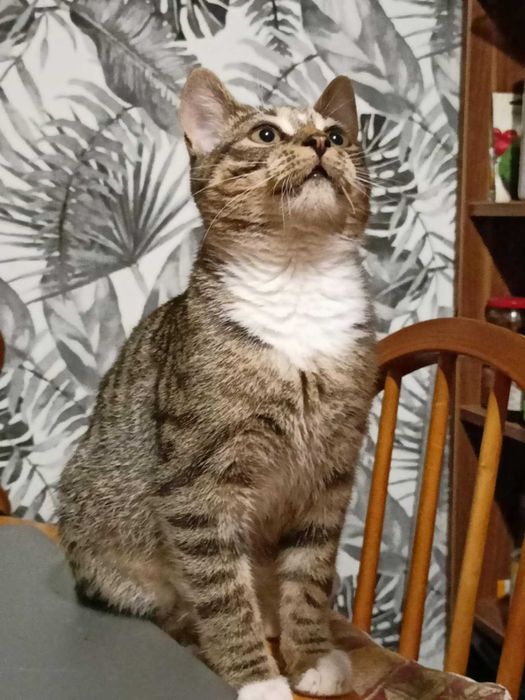 Henryk, Henio, Heniutek - turbo luzak szuka domu!