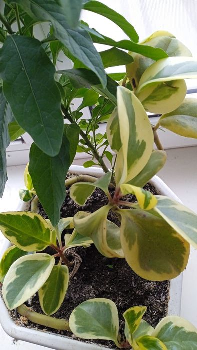 Пеперомия пестролистная