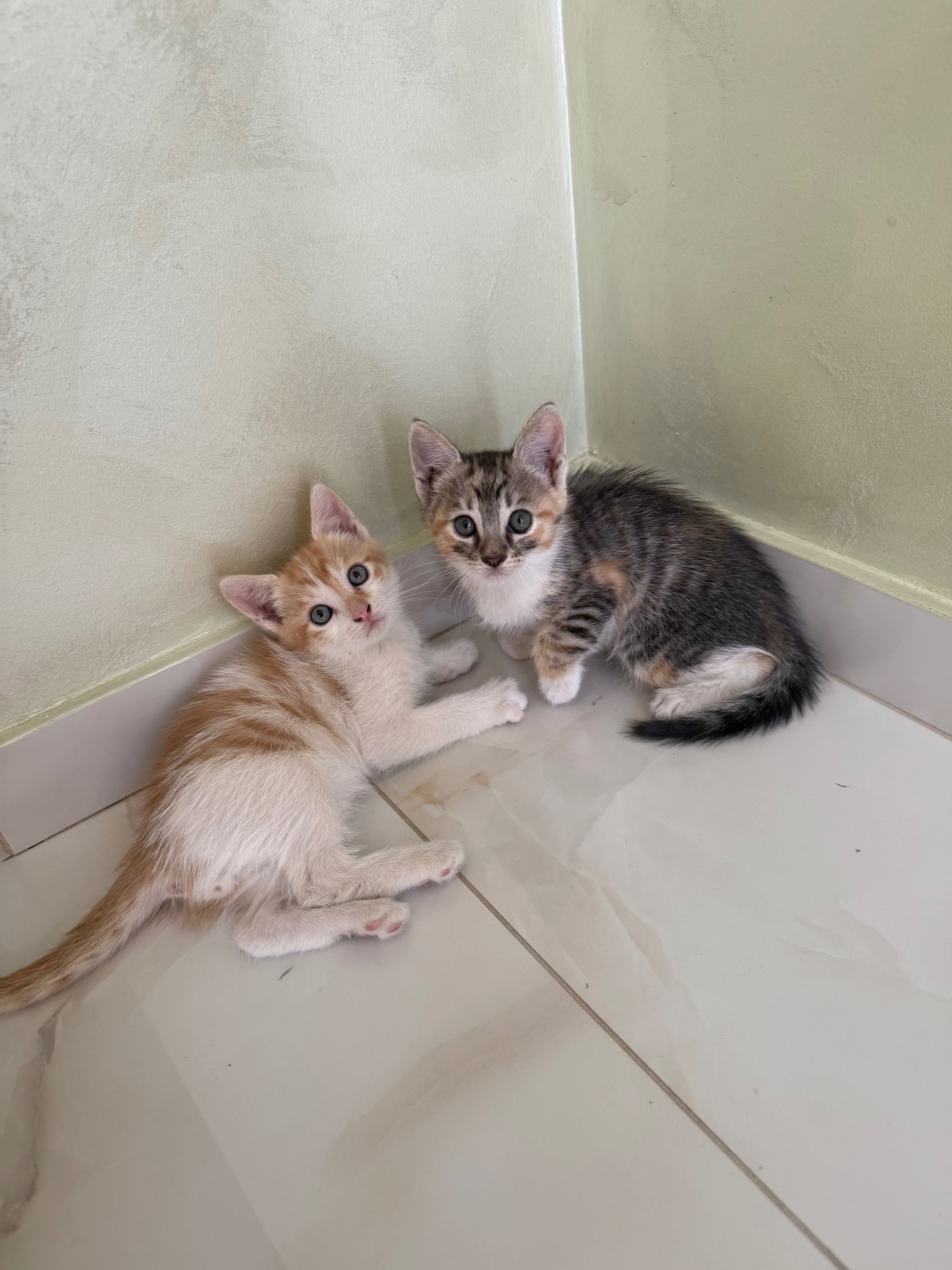 Віддам котиків у добрі руки