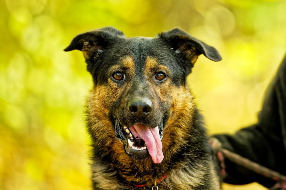 Wesoly slodki Zeusek czeka na dom