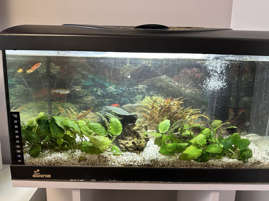 Akwarium diversa  60 l