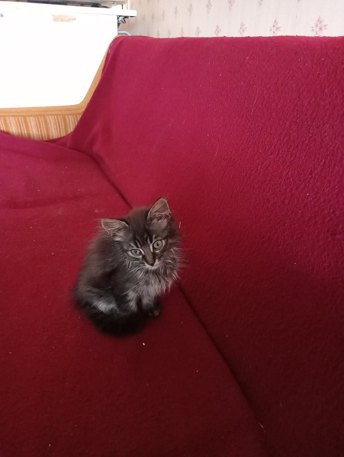 Срочно!Отдаю котят в любящие ручки