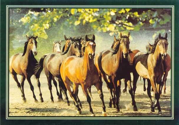 pocztówka koń konie arab Eq 29 klacze OO Białka