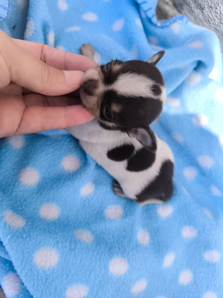 Chihuahua  Super Mini. Menino perfeito de focinho curto. Pronto para e