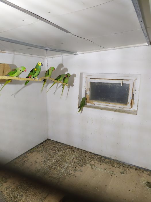 Aleksandreta Wielka mutacja niebieska .