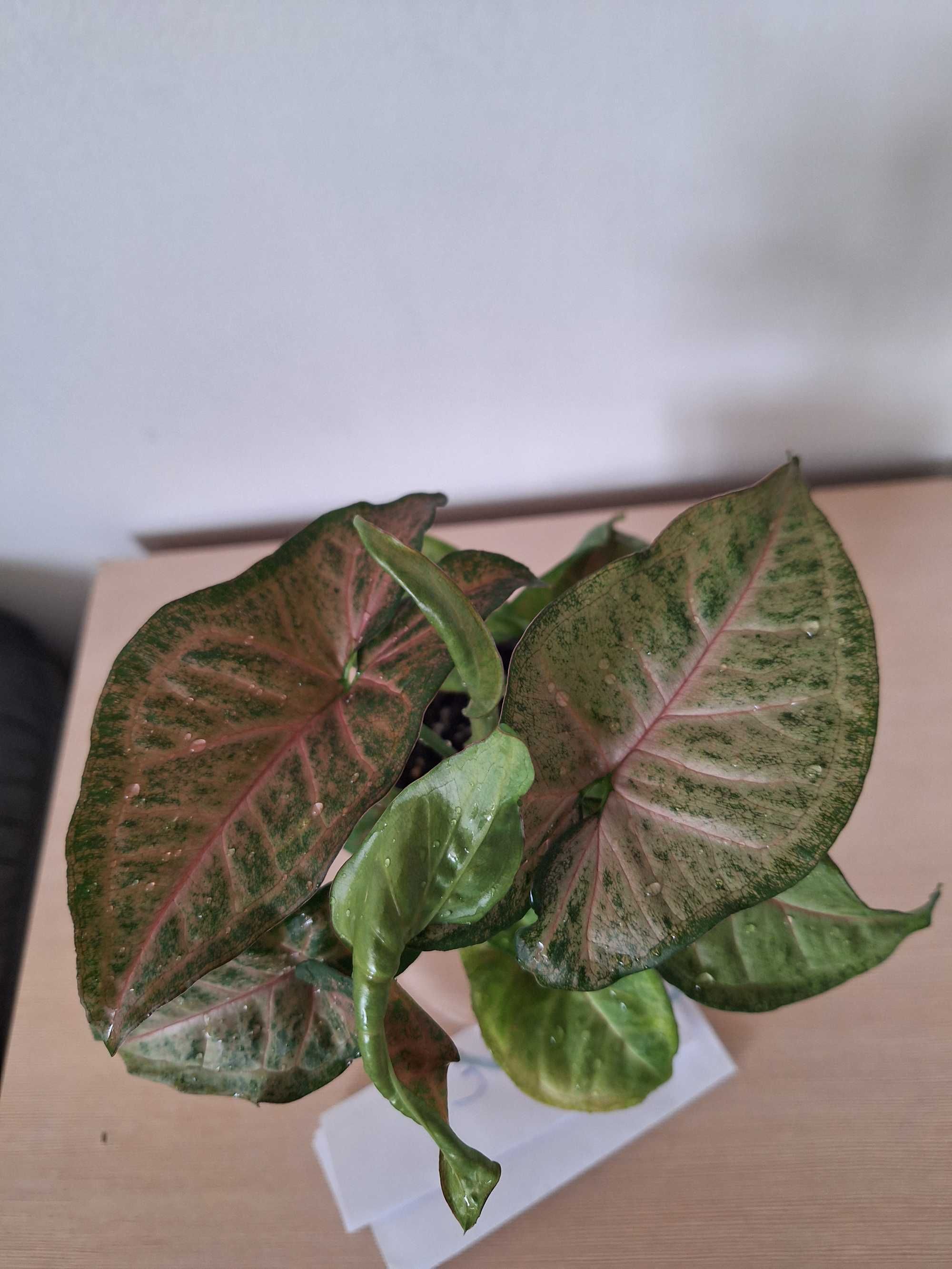 Syngonium pink- kolekcjonerska- roślina w doniczce