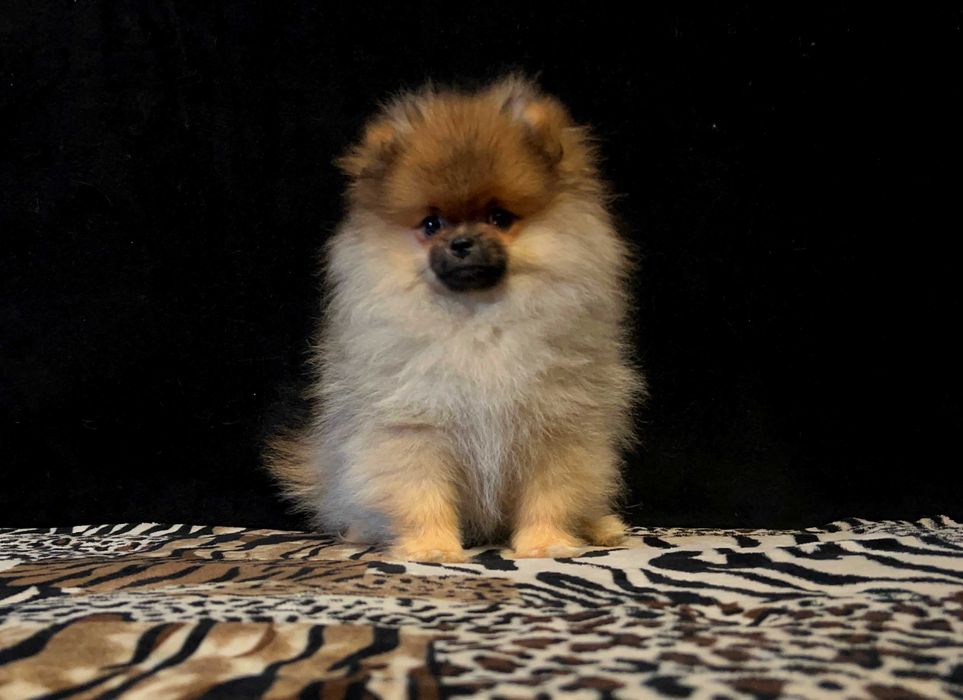 Szpic miniaturowy, Pomeranian - REZERWACJA