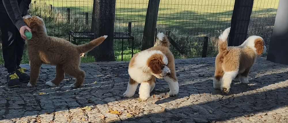 Piesek Pudel Standard Giant -królewski do odbioru