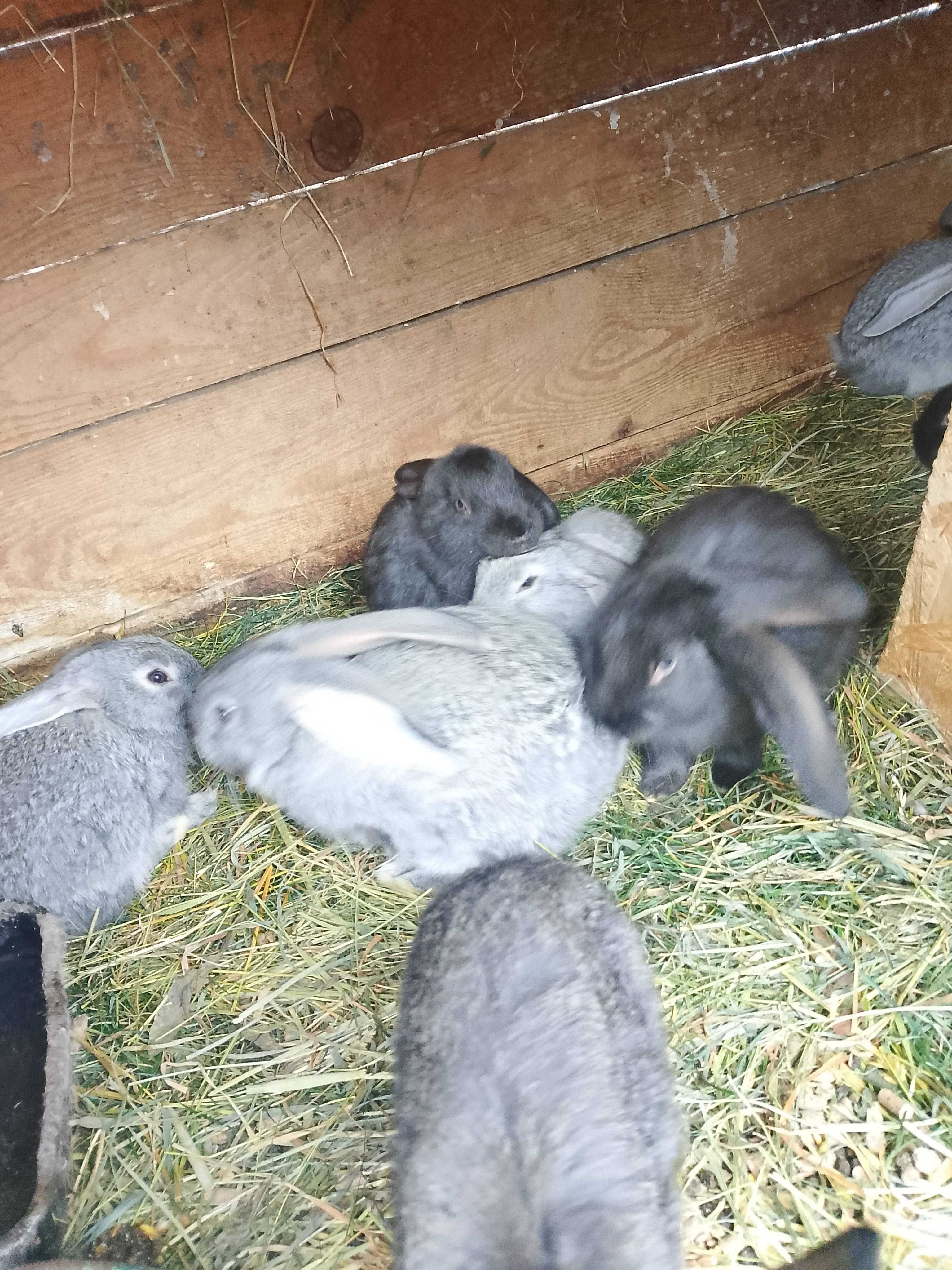 Młode olbrzymy Belgijskie
